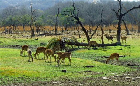 Kachida Valley Ranthambore