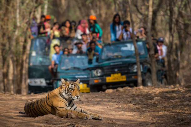 Ranthambore Jungle Safari
