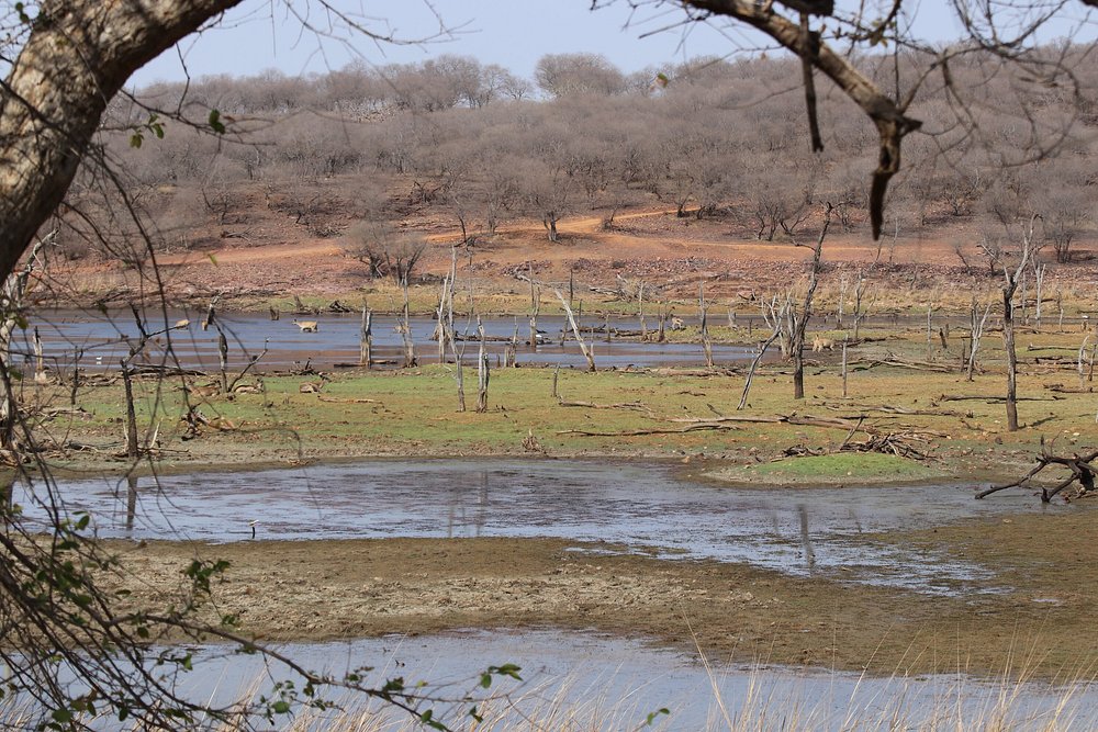 Malik Talao Ranthambore
