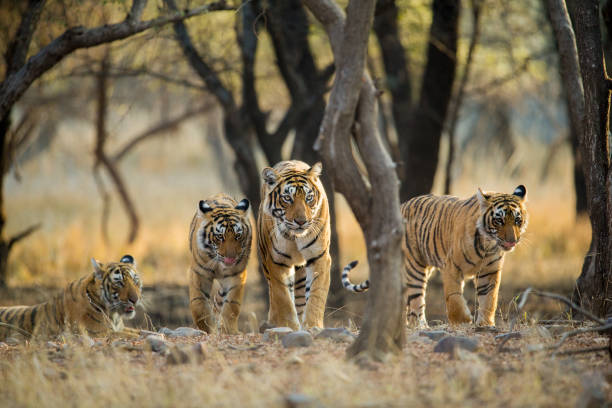 Tiger Mom with Cubs in Ranthambore