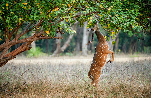 Wild Cheetal Deer in Ranthambore