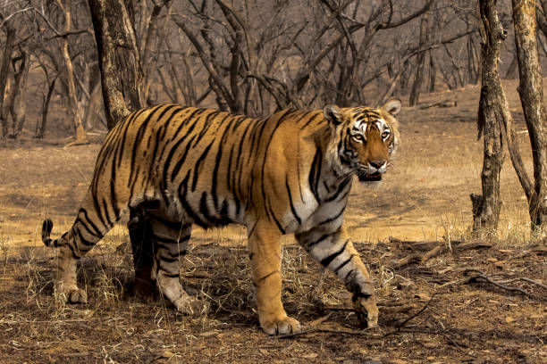 Tigress Arrowhead from Ranthambore Zone 3