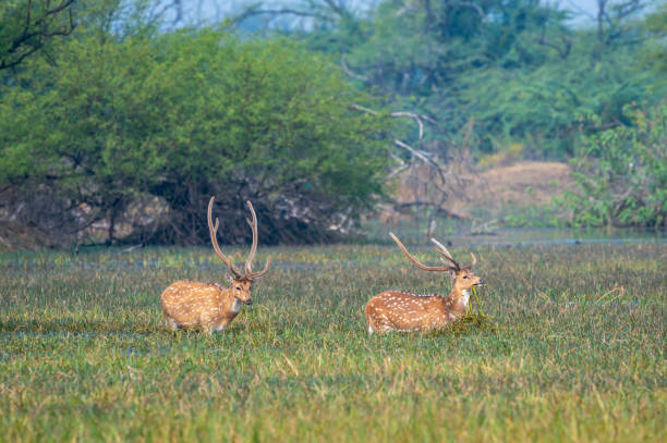 Spotted Deer or Chital in Ranthambore Forest